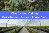 Wish Farms: Florida’s Blueberry Peak is Here