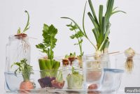 Grow Fresh Food From Kitchen Scraps