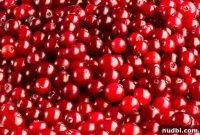 Fresh Picks for December