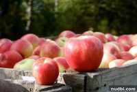 Michigan’ın Elma Çeşitliliği: 16 Farklı Türle Mükemmel Seçimi Yapın