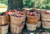 From Blossom to Bite: The Complete Apple Story and Orchard Tour