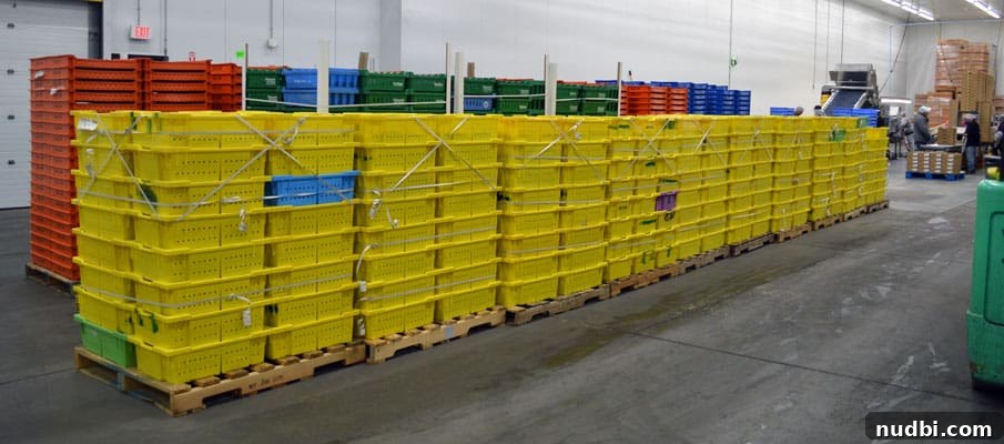 Wish Farms: Florida's Blueberry Peak is Here 3 Large crates filled with freshly picked Wish Farms blueberries waiting for processing at the packing facility.