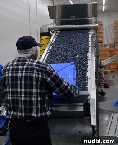 Wish Farms: Florida's Blueberry Peak is Here 4 Fresh blueberries moving along a conveyor belt during the initial sorting process at Wish Farms.