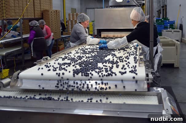 Wish Farms: Florida's Blueberry Peak is Here 5 Trained inspectors meticulously sorting blueberries by hand after machine processing, ensuring premium quality.