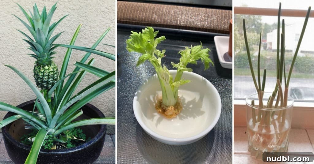 Montage of different fruits and vegetables in various stages of regrowing, inspiring readers to start their own kitchen garden