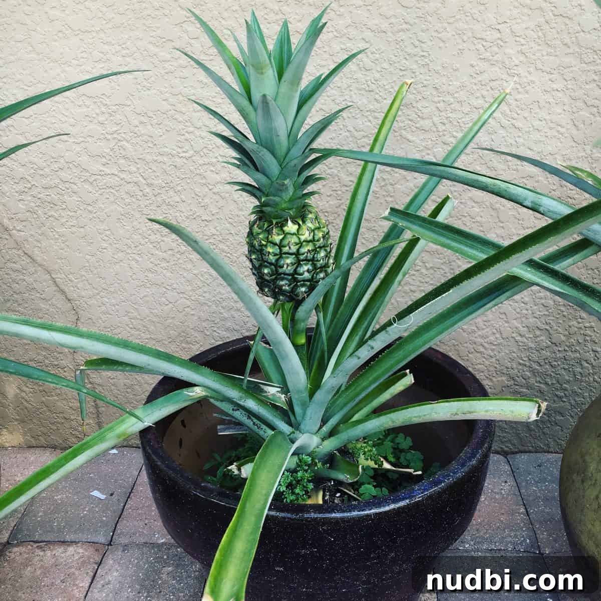 Close-up of a pineapple crown ready for planting, symbolizing growth from scraps