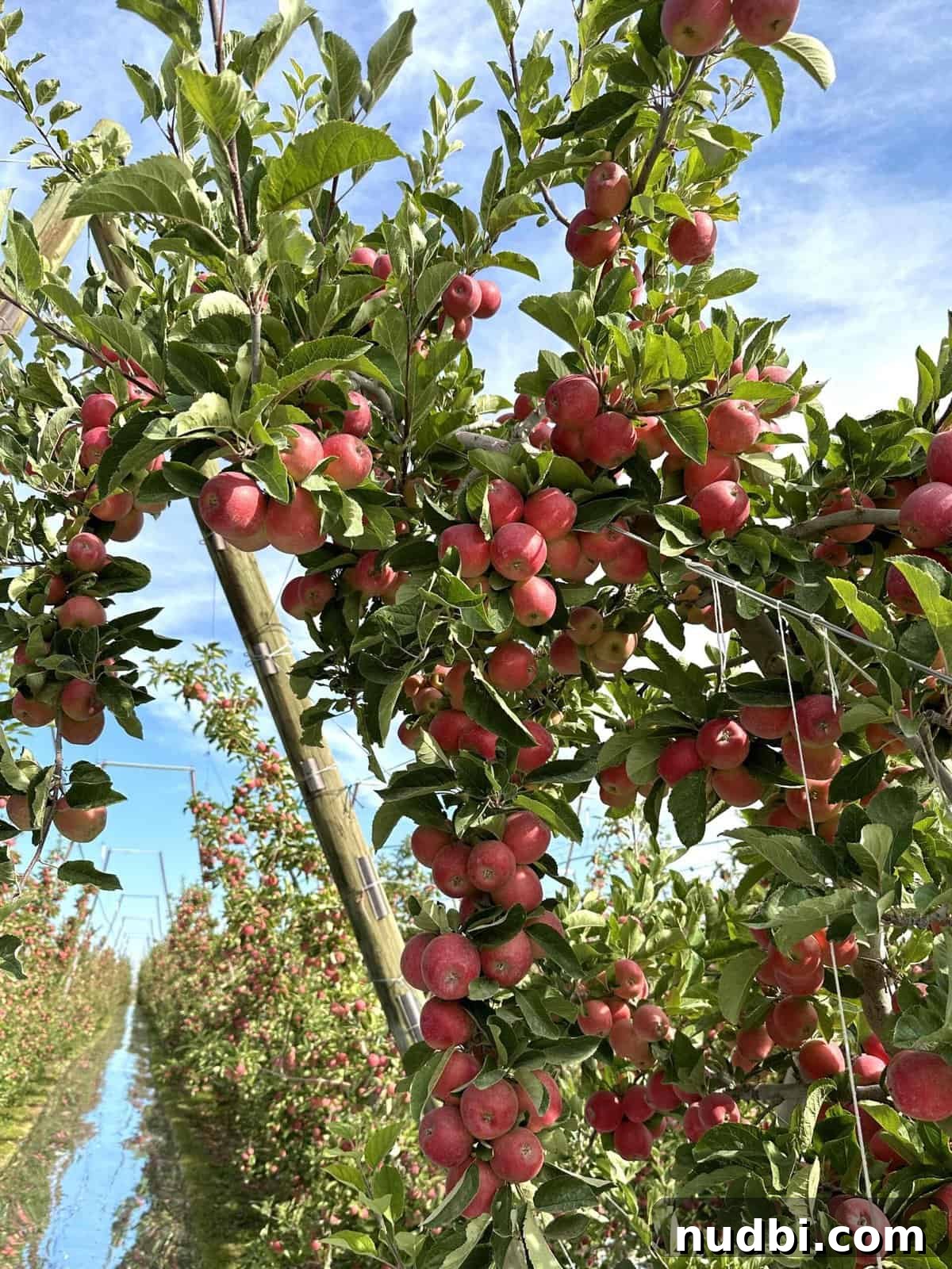 Maximize Your Apple Freshness with These Storage Hacks Expert apple storage tips to extend the freshness of your Washington apples, preventing spoilage and ensuring crispness.