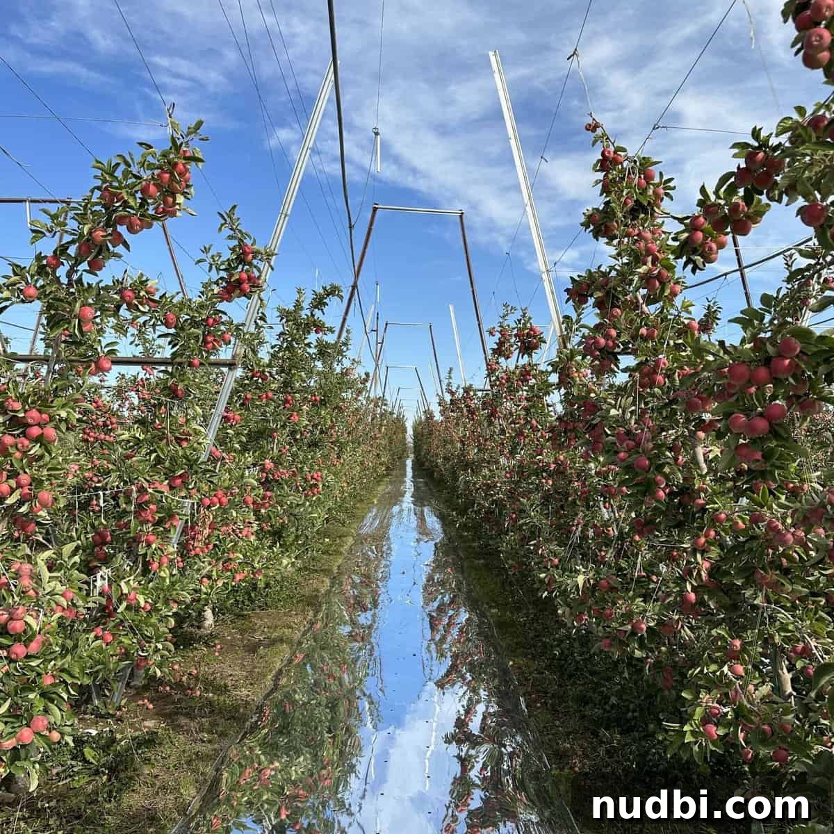 The Art and Science of Apple Harvesting Learn about the careful art of apple picking and harvesting, ensuring fruit quality from the tree to the consumer.