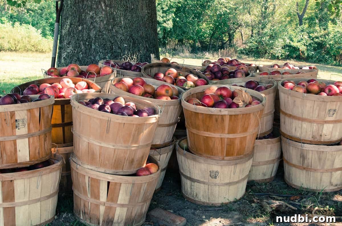 Understanding Apple Bushels and Their Weight Discover the significance of apple bushels and their weight, a common measurement in apple farming and sales.